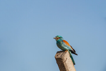 European Roller