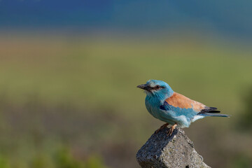 European Roller