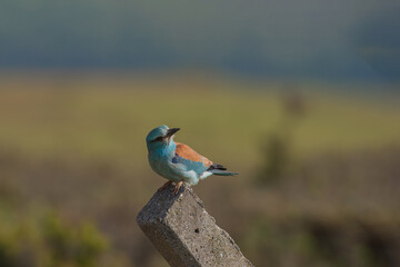 European Roller