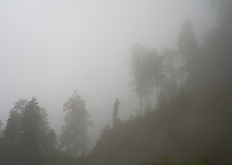 Foggy hill landscape with pine forest