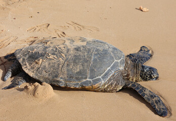 green sea turtle on beach