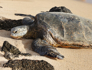 sea turtle on beach