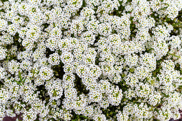Top view white Lobularia maritima flowers in the garden.