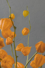 dried physalis on a gray background. Bright botanical plant
