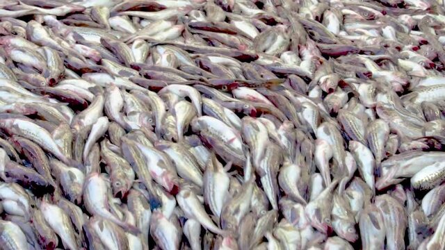 Processing of freshly caught sea fish. Close-up. The caught pollock rolls down from the deck into the hold. Big catch.