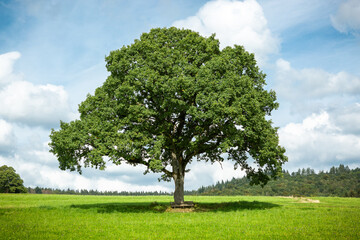 Baum im Sommer auf der grünen Wiese