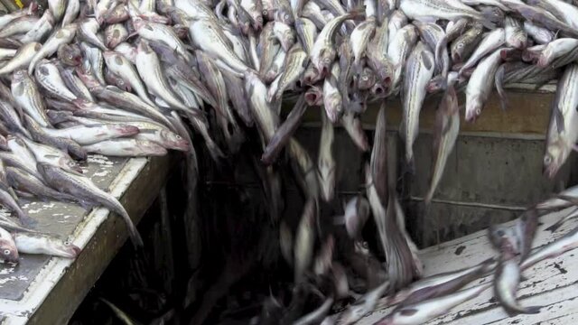 Processing of freshly caught sea fish. Close-up. The caught pollock rolls down from the deck into the hold. Big catch.