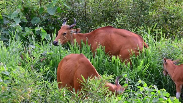 Seen grazing deep in tall grass as a young one arives and goes away, , Banteng, Bos javanicus, Huai Kha Kaeng Wildlife Sanctuary.