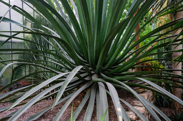 Jukka Agawa © Asfodel