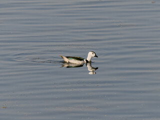 The cotton pygmy goose or cotton teal is a small perching duck which breeds in Asia, Southeast Asia extending south and east to Queensland where they are sometimes called white-quilled pygmy goose.