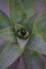 Jukka Agawa © Asfodel