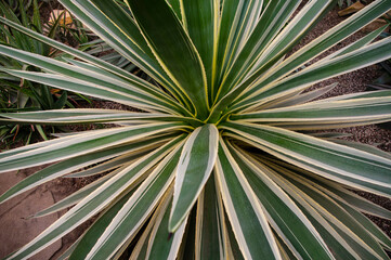 Jukka Agawa © Asfodel