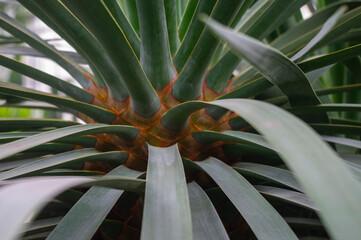 Jukka Agawa © Asfodel