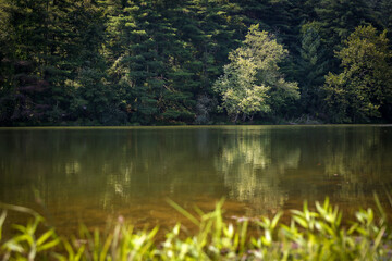 View of evergreen tree reflection from grassy lake shore