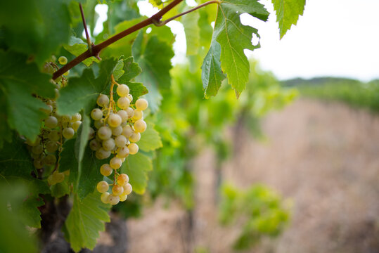 Detail of Macabeo grape variety on the vine.
