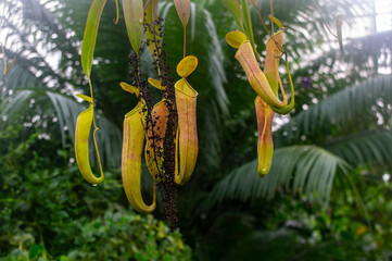 Roślina tropikalna dzbanecznik © Asfodel