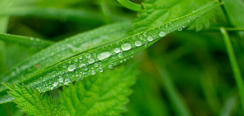 morning dew drops