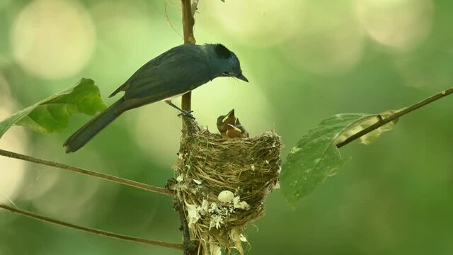 Parent bird watches its nestling as they are eager to eat more, Black-naped Monarch, Hypothymis azurea, Kaeng Krachan National Park, Thailand.