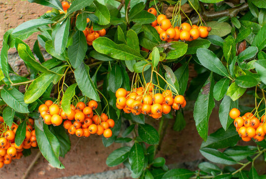 pyracantha rogersiana