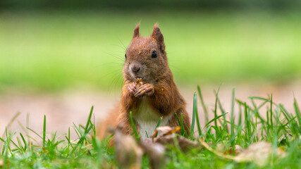 Red red squirrel eating a peanut on a background of green grass