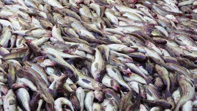 Processing of freshly caught sea fish. Close-up. The caught pollock rolls down from the deck into the hold. Big catch.