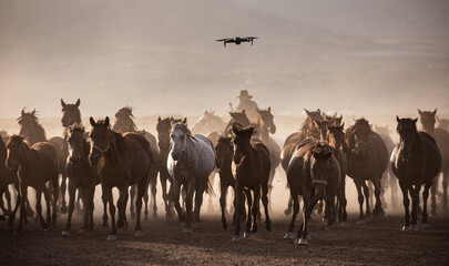 drone filming a herd of horses