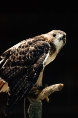 Red Tailed Hawk
