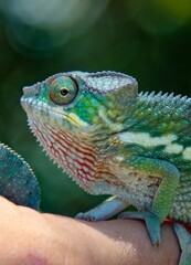 Veiled Chameleon