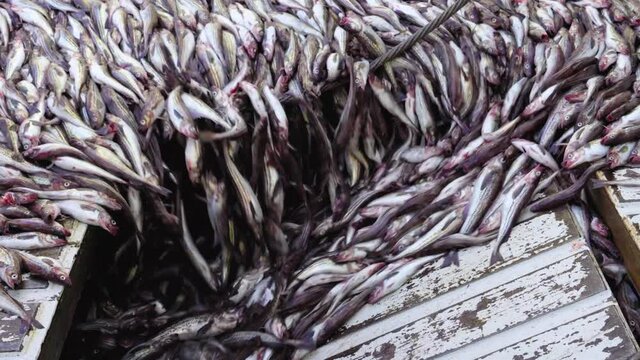 Processing of freshly caught sea fish. Close-up. The caught pollock rolls down from the deck into the hold. Big catch.