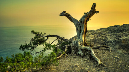 a snag on a rock