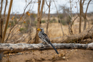 Southern yellow-billed hornbill sitting on a dead tree stump. 