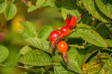 Rose hips on a branch