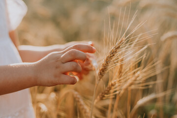 Children's hands on the background of a wheat field. Ears of wheat in the farmer's hand. High...