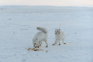 Wild arctic foxes eating in tundra in winter time. © Alexey Seafarer