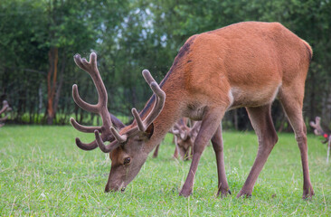 Deer eating grass