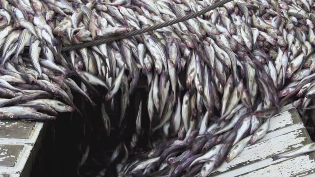 Marine fishing vessel. Close-up. Freshly caught pollock fish is dumped from the deck into the hold for further processing. Trawl ship.