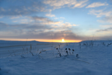 Arctic landscape in winter time. Grass with ice and snow in tundra. Sunset.