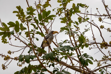 Obraz premium Yellow billed hornbill sitting in a tree in South Africa