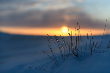 Arctic landscape in winter time. Grass with ice and snow in tundra. Sunset.
