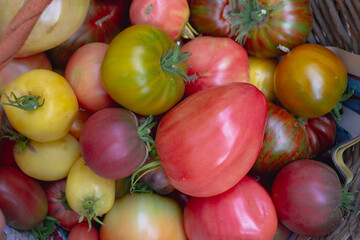 A variety of tomatoes are stacked in a basket, the harvest is a tomato of mixed varieties