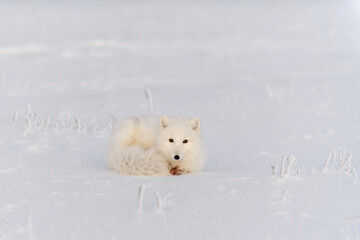 Obraz na płótnie Canvas Arctic fox (Vulpes Lagopus) in wilde tundra. Arctic fox lying. Sleeping in tundra.