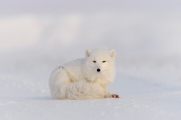 Naklejka na ściany i meble Arctic fox (Vulpes Lagopus) in wilde tundra. Arctic fox lying. Sleeping in tundra.