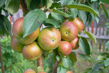 Apples ripen on a columnar apple tree, many apples turn red on the branches of the tree
