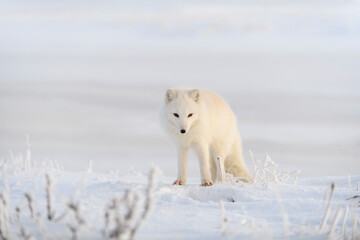Wild arctic fox (Vulpes Lagopus) in tundra in winter time. White arctic fox.