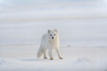 Wild arctic fox (Vulpes Lagopus) in tundra in winter time. White arctic fox.