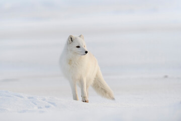 Wild arctic fox (Vulpes Lagopus) in tundra in winter time. White arctic fox.
