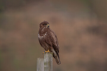 Common Buzzard (Buteo buteo) perched on top of fence post