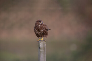 Common Buzzard (Buteo buteo) perched on top of fence post