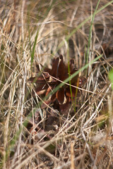 Pine cone