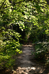 The sun illuminates the leaves of the forest trees. Mysterious path leads deep into the moody forest.